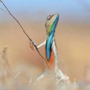 Meet your Posher, Nola